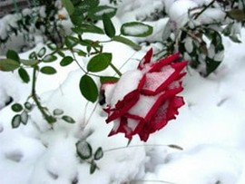 Геотекстиль для захисту квітів